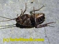 /home//u458753944/public_html/sourcegallery///////////////////////////////////////////////Insects and small critters/roaches (Blattodea)/P1060841.JPG